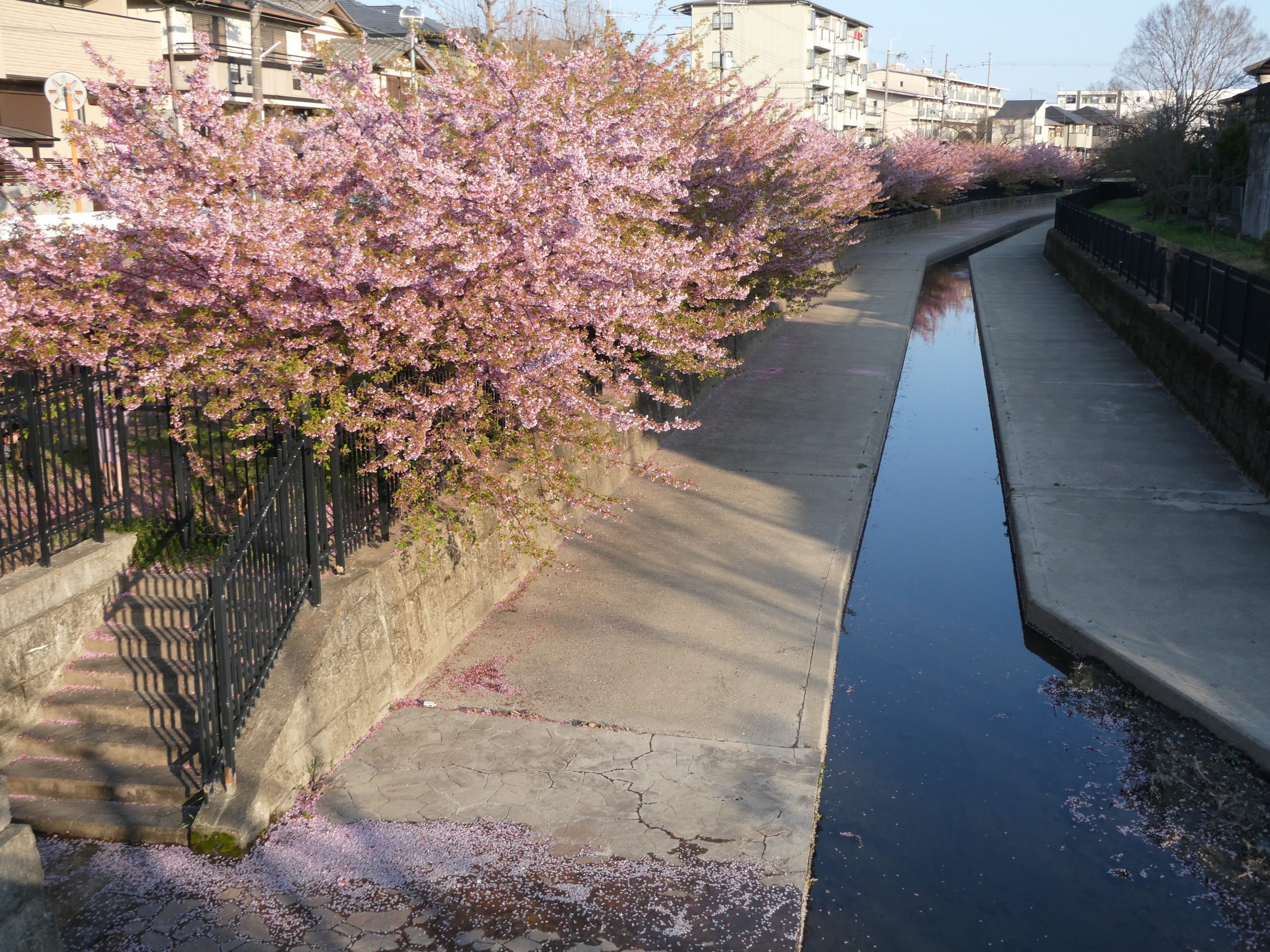 河津桜の並木道（淀水路）